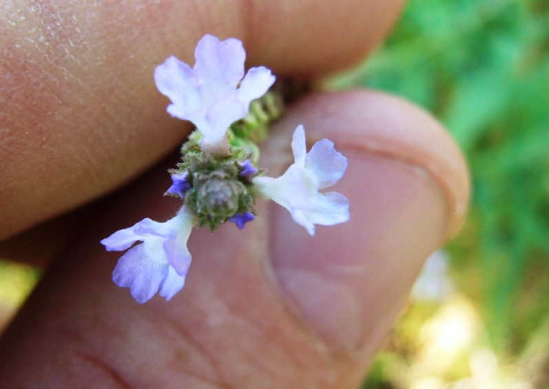 spiaggia di montenero4 - Verbena officinalis